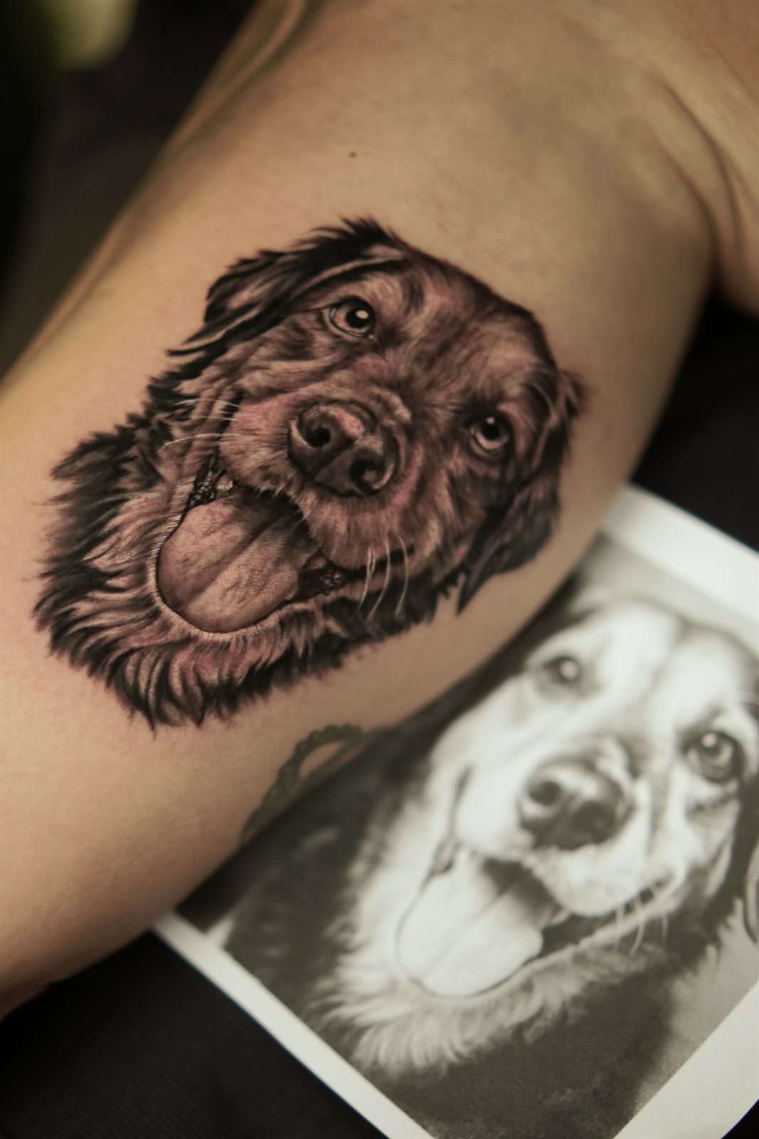 Realistic dog portrait tattoo on an inner arm